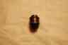 Ew-157 Chuck Drive Keyless 3 8 Blue-point