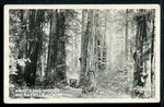 Rppc Baco C.1920'S Armstrong Redwoods Guerneville Postcard A007. Fixed Price $5.95.